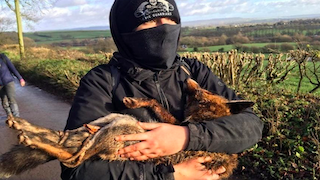AFTER THE SAB: Animal rights activist seriously injured after being deliberately trampled during fox hunt