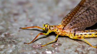 Are Insects Conscious?: The surprisingly sophisticated mind of an insect