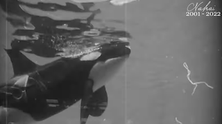 VICTIM OF THE UNDER(SEA)WORLD: Twenty year-old orca whale Nakai has died following an &#8216;infection&#8217;